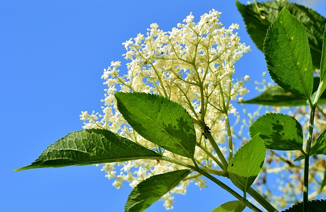 Les bienfaits de la fleur de sureau